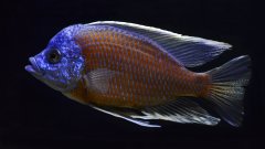 Copadichromis Borleyi Kadango