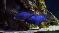 Więcej informacji o „Placidochromis Phenochilus Mdoka White Lips”