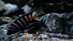 Metriaclima Elongatus Goldbar Chizumulu