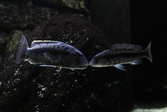 Taeniochromis holotaenia para 15 i 16 cm