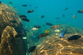 lake-malawi-fish.jpg.d5b7fee28a1a66509af6b0c00a4fe757.jpg