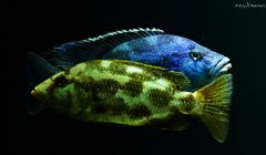 Nimbochromis livingstonii