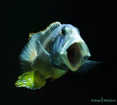 Aristochromis christyi