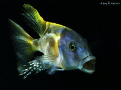 Buccochromis rhoadesii yellow