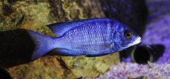 Placidochromis Phenochilus Mdoka White Lips