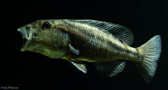 Aristochromis christyi