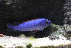 Labeotropheus Trewavasae Thumbi West