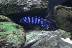 Chindongo Demasoni