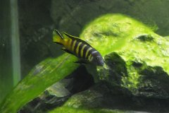Metriaclima Elongatus Chailosi Chitande