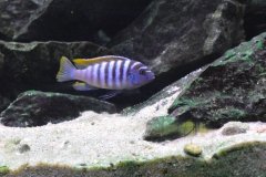 Metriaclima Pyrsonotos Kambiri Reef