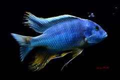 Więcej informacji o „Buccochromis atritaeniatus - samczyk ;-) ;-)”