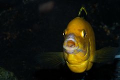 Więcej informacji o „Labidochromis caeruleus. Samiec 12-13 cm.”