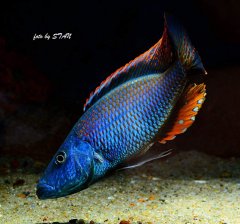 Dimidiochromis compressiceps chizumulu