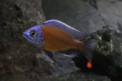 Copadichromis borleyi Kadango