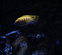 Metriaclima zebra gold kawanga