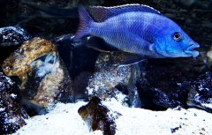 Placidochromis milomo