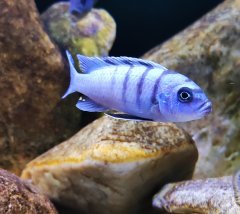 Cynotilapia sp hara Gallireya Reef