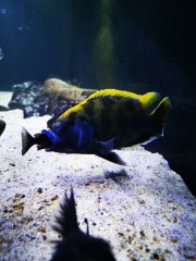 Więcej informacji o „Nimbochromis venustus”