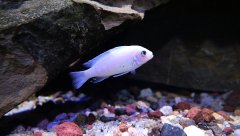 Metriaclima Kirondo sp. Pearl White 6 cm