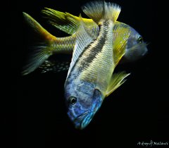 Aristochromis christyi