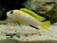 Labidochromis Perlmutt