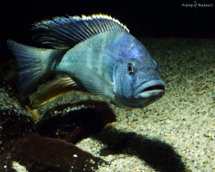 Więcej informacji o „Nimbochromis livingstonii”