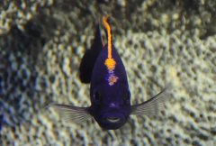 Otopharynx Lithobates Black Orange Dorsal﻿