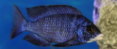 Placidochromis Phenochilus Mdoka White Lips