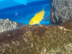 Labidochromis Caeruleus Yellow