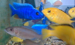 Sciaenochromis fryeri i Labidochromis caeruleus yellow