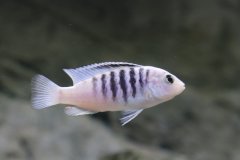 Labidochromis chisumulae
