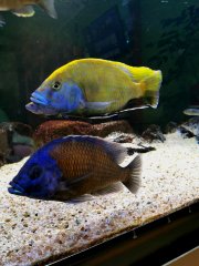 Nimbochromis venustus VS copadichromis borleyi kadango