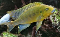 Pseudotropheus sp. ‚williamsi north’ Makonde