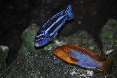 Pseudotropheus cyaneorhabdos "maingano". Samiec około 10 cm i Iodotropheus sprengerae. Samiec 12 cm.