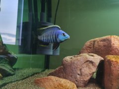 Placidochromis blue otter, samiec 9-10 cm