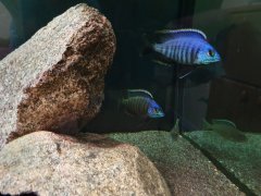 Placidochromis blue otter samce 9cm