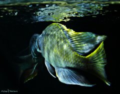 Nimbochromis venustus i Nimbochromis livingstonii