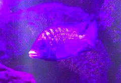 Placidochromis Phenohilus Mdoka White Lips