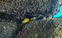 2x Labidochromis Caeruleus