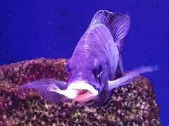 Placidochromis Phenochilus Mdoka White Lips