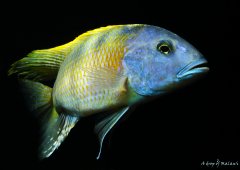 Buccochromis rhoadesii yellow