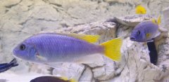 Pseudotropheus Acei