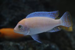 Metriaclima estherae red-red