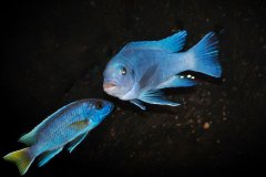 Więcej informacji o „Metriaclima callainos cobalt blue. Samiec 13 cm i Pseudotropheus acei. Samica 11 cm.”