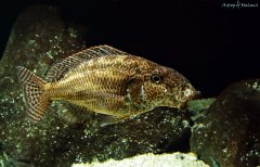 Nimbochromis linni