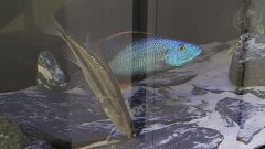 Dimidochromis cempressiceps ok18 cm