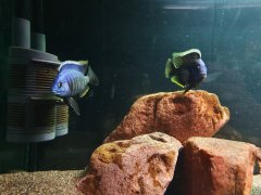 Placidochromis " Blue otter" 9-10cm dwa samce