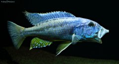 Więcej informacji o „Aristochromis christyi”