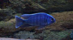 Copadichromis cyaneus - samiec 18cm