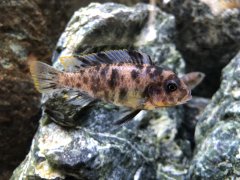 Metriaclima fainzilberi makonda MC